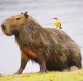 Avatar de Capibara Sensual