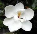 Avatar de Magnolio