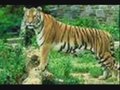 Avatar de Tigre